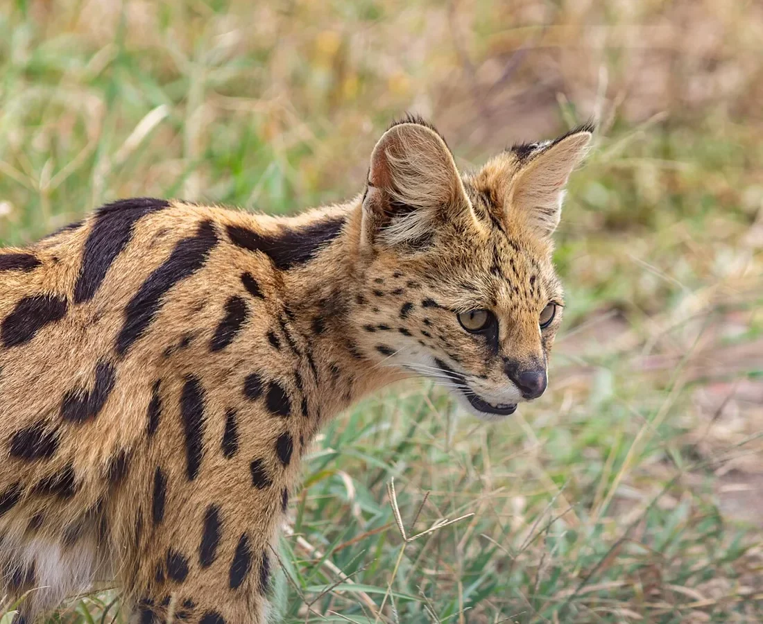 Portrait of a serval (Leptailurus serval), Tarangire National Park, Tanzania. It is widespread in sub-Saharan countries, where it inhabits grasslands, wetlands, moorlands and bamboo thickets. It's a slender, medium-sized