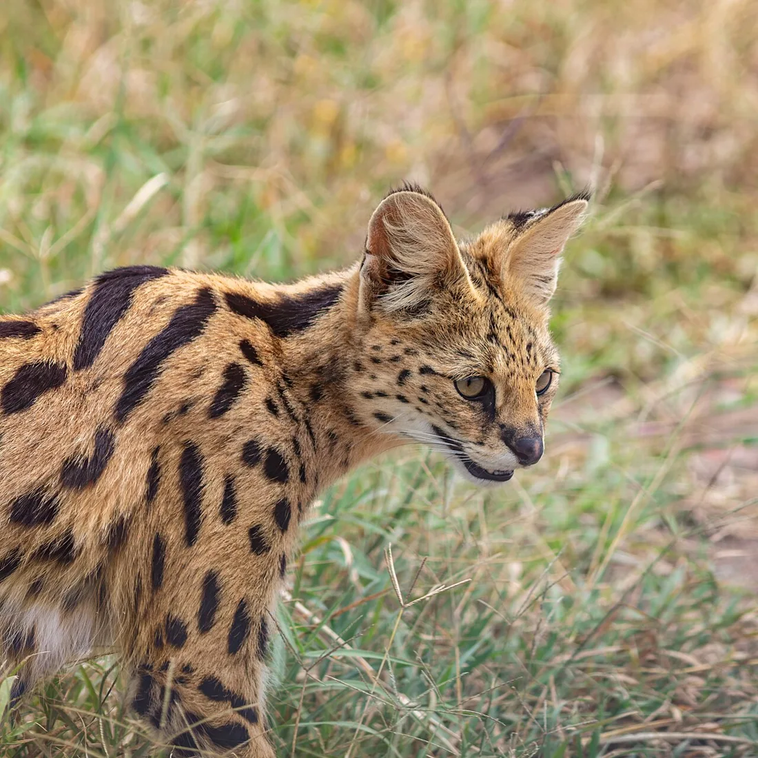 Portrait of a serval (Leptailurus serval), Tarangire National Park, Tanzania. It is widespread in sub-Saharan countries, where it inhabits grasslands, wetlands, moorlands and bamboo thickets. It's a slender, medium-sized
