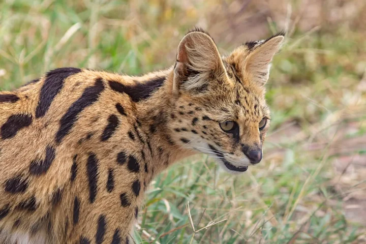 Portrait of a serval (Leptailurus serval), Tarangire National Park, Tanzania. It is widespread in sub-Saharan countries, where it inhabits grasslands, wetlands, moorlands and bamboo thickets. It's a slender, medium-sized