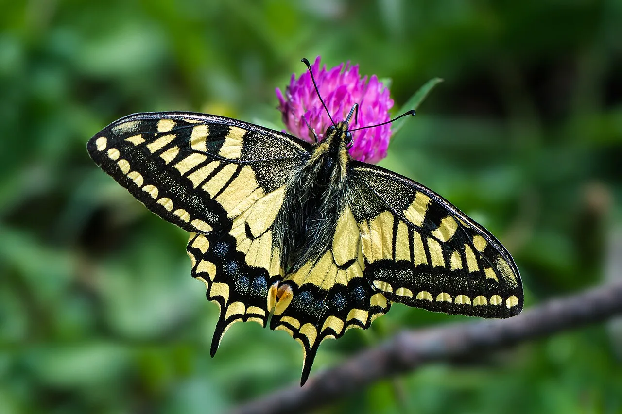 Old World swallowtail (Papilio machaon) near Mitterbach am Erlaufsee, Lower Austria
