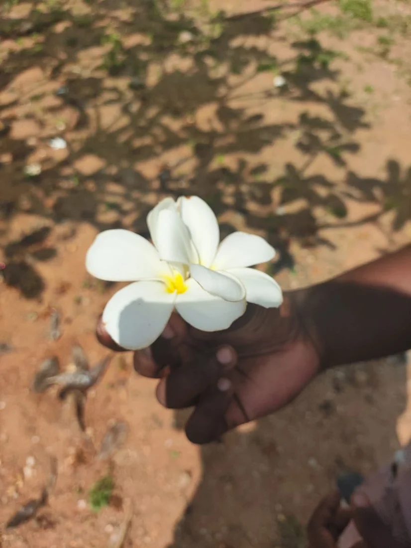 White lily flower
