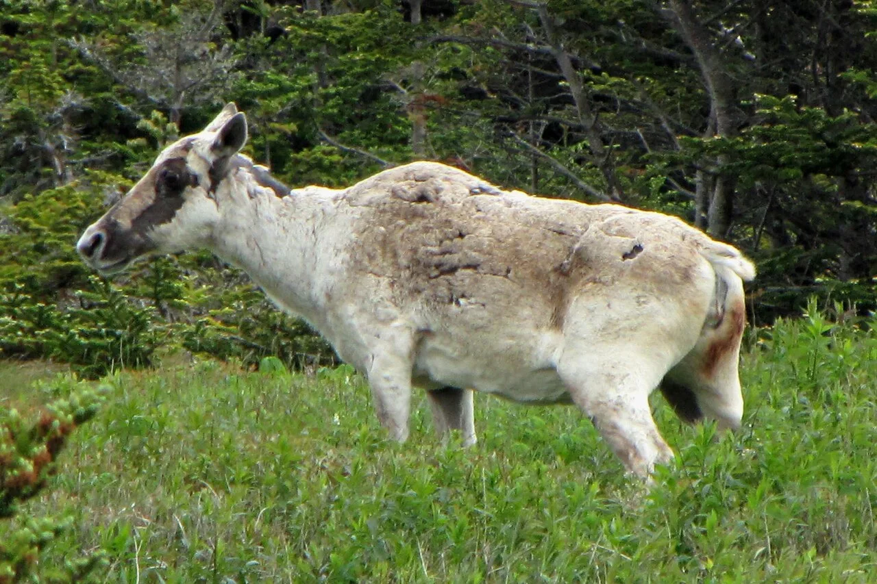Migratory Woodland Caribou (Rangifer tarandus caribou or Rangifer tarandus terraenovae) female in spring near Cape St. Mary's, Newfoundland and Labrador, Canada