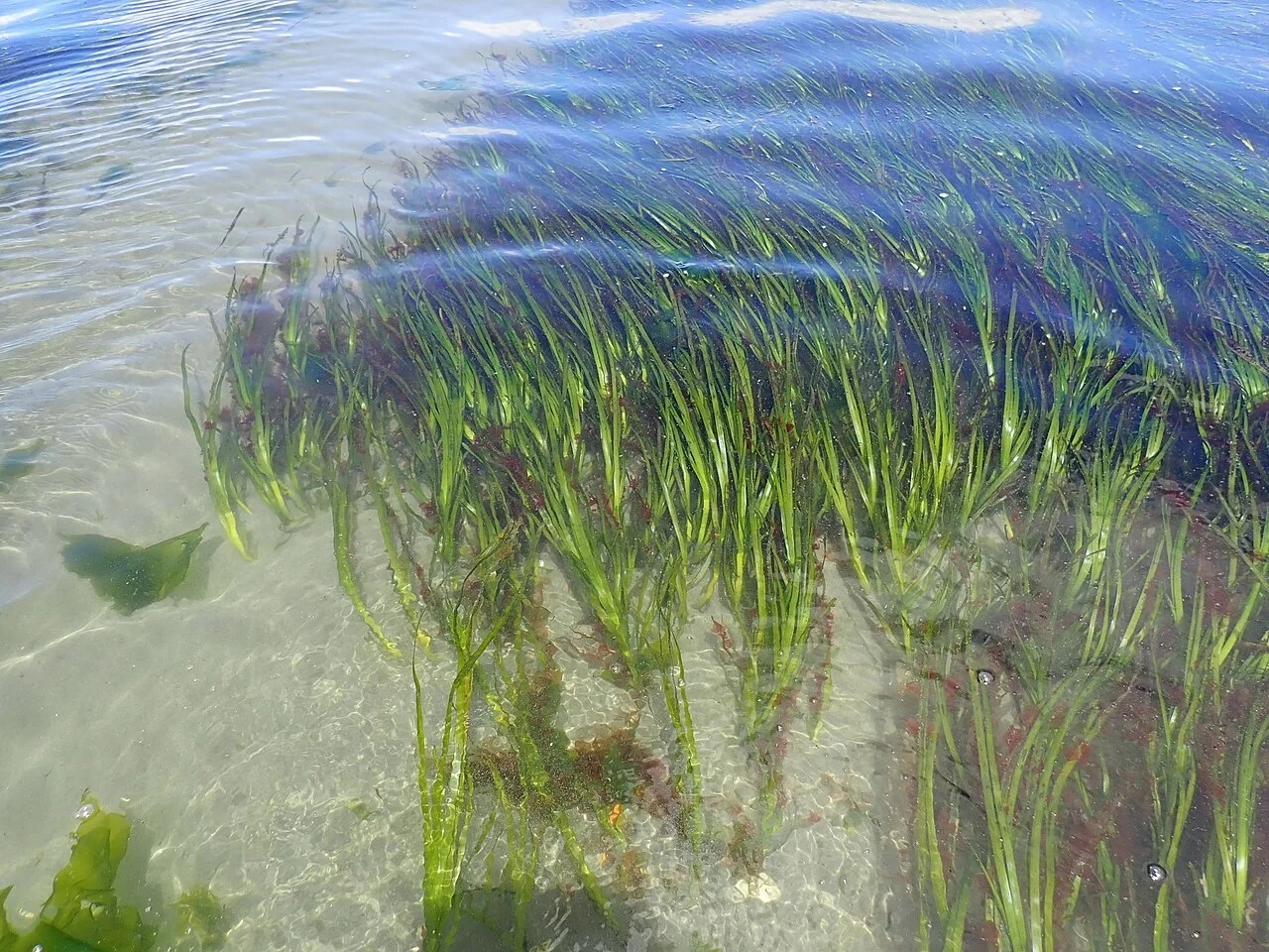 The common eelgrass or seawrack - Zostera subg. Zostera marina Linnaeus, 1753[1] Photograph taken in Puget Sound, Edmonds, Washington state, USA (June 7, 2020).