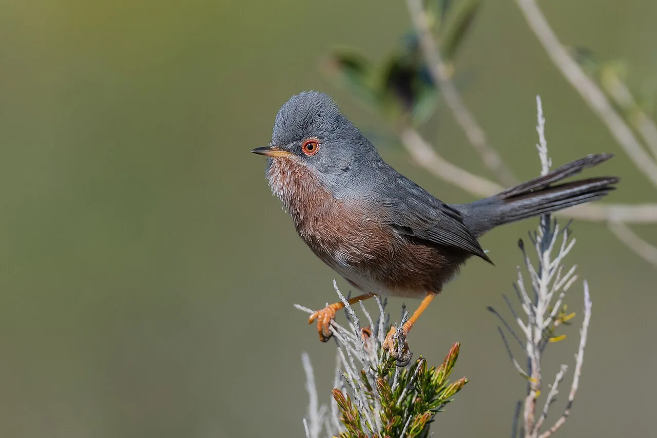 Dartford Warbler (Curruca undata) at Ichkeul NP
